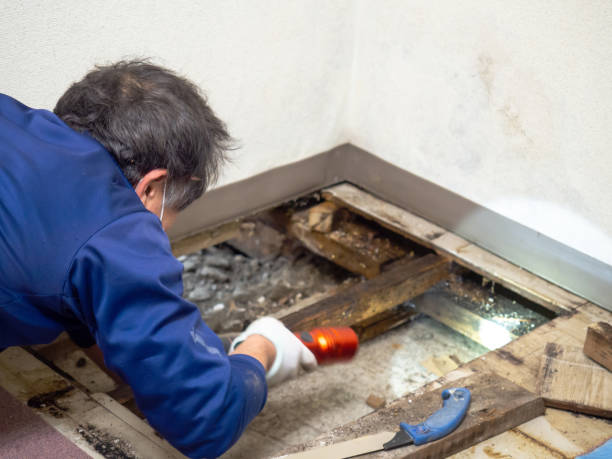 Best Mold Remediation  in Moosic, PA