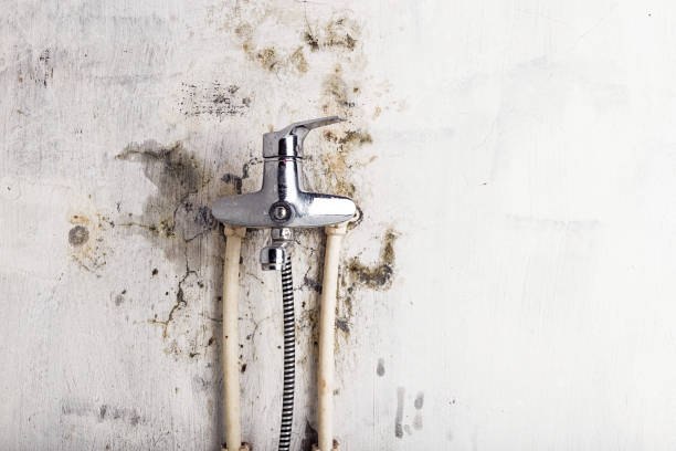 Best Home Mold Removal  in Moosic, PA