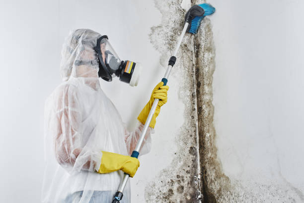 Best Commercial Mold Removal  in Moosic, PA