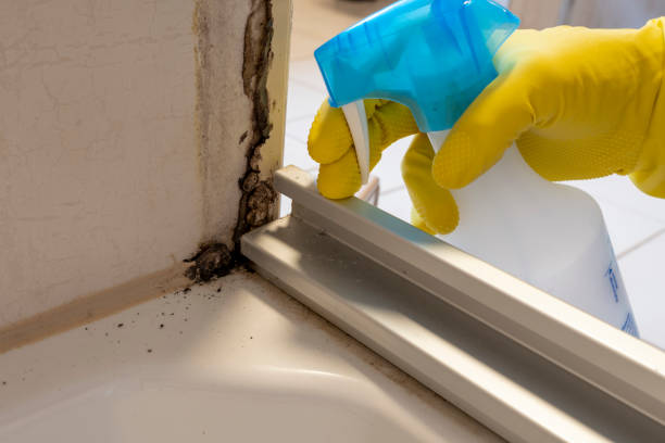 Office Mold Removal Services in Moosic, PA