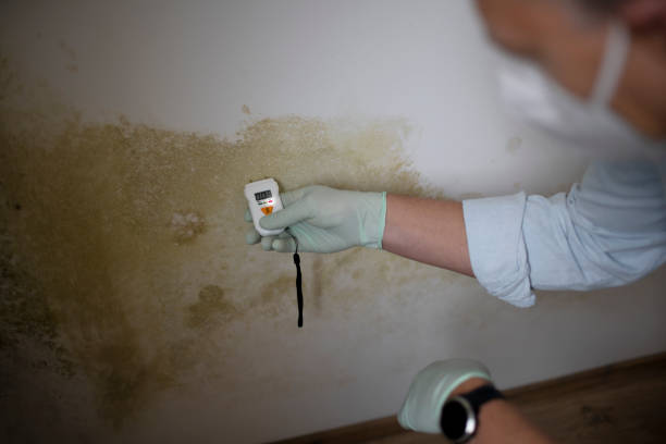 Best Commercial Mold Removal  in Moosic, PA