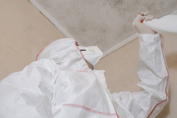 Reliable Moosic, PA Mold Removal Solutions