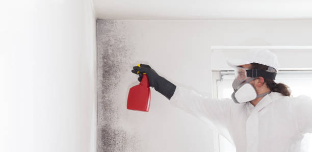 Professional Mold Removal in Moosic, PA