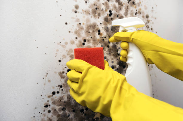 Best Best Mold Removal Companies  in Moosic, PA