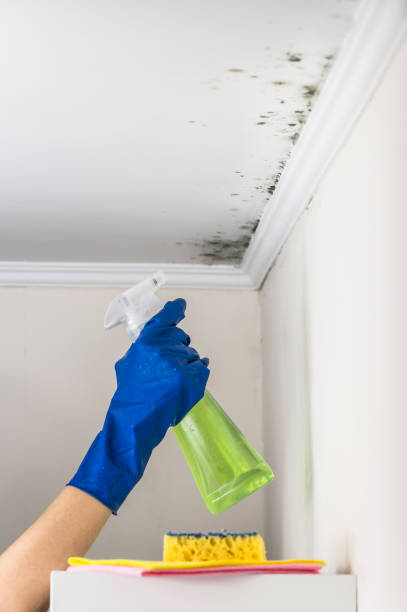 Best Emergency Mold Removal  in Moosic, PA